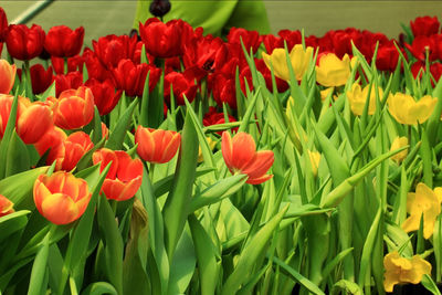 Close-up of red tulips in field