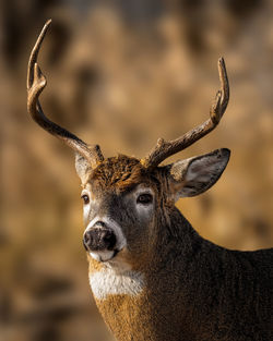 Close-up portrait of deer