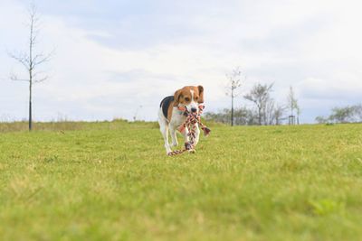 A beagle with a toy in its mouth. running dog in meadow. tug of war dog toy in a dog's mouth.