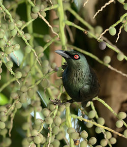 Close-up of bird perching on tree