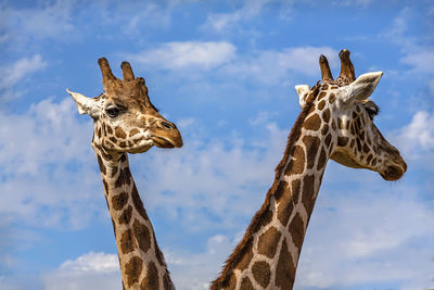 Close-up of giraffes against the sky
