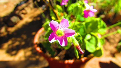 Close-up of pink flowers