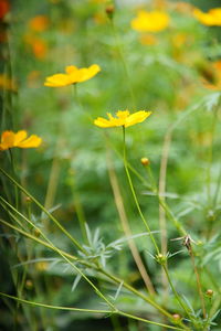 Close-up of yellow flowering plant on field