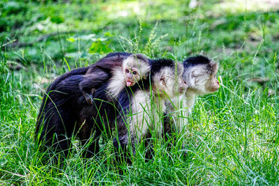 Monkeys in a field