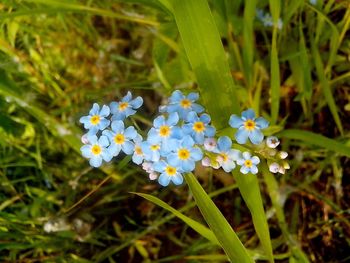 Close-up of white flowers blooming on field