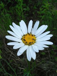 Close-up of white daisy flower