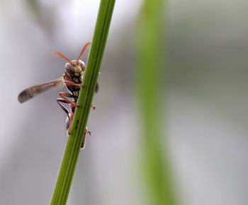 Close-up of insect on plant