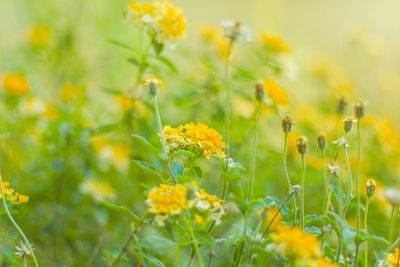 Close-up of yellow flowering plants on field