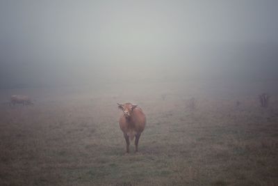 Horse standing in field