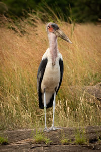 Marabou stork stands on rock facing camera