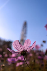 Close-up of pink flower