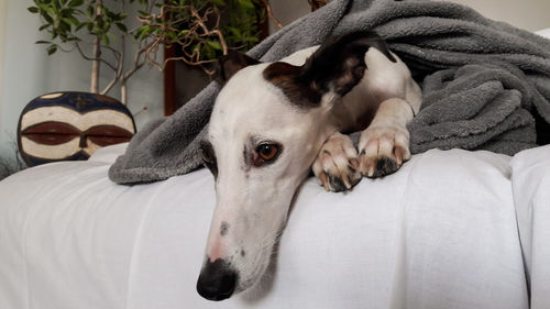 Close-up of dog relaxing at home