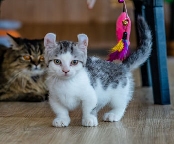 Portrait of cats on floor at home