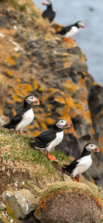 Puffins perching on rock