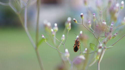 Close-up of insect on flower