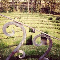 grass