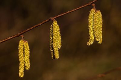 Close-up of yellow flowering plant hanging on twig