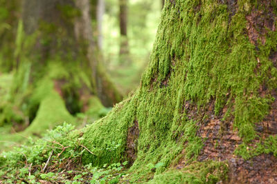 Close-up of moss covered tree trunk