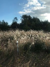 Plants growing on land against sky