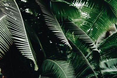 Low angle view of palm trees