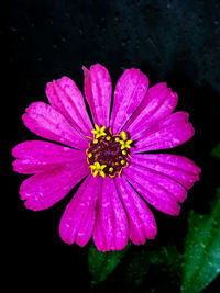 Close-up of raindrops on pink flower