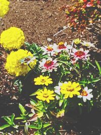 Close-up of yellow flowering plants