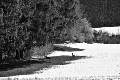 Man walking on snow covered trees