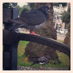 Close-up of birds