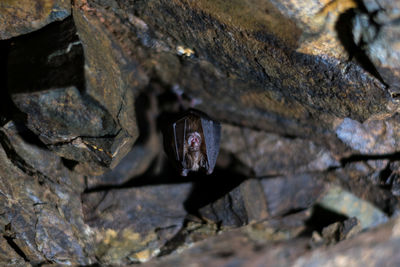 Close-up of insect on tree trunk