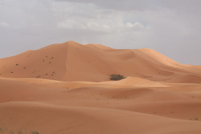 Scenic view of desert