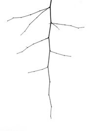 Low angle view of silhouette plant against white background
