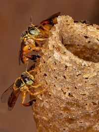 Close-up of bee