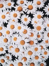 Full frame shot of white flowers