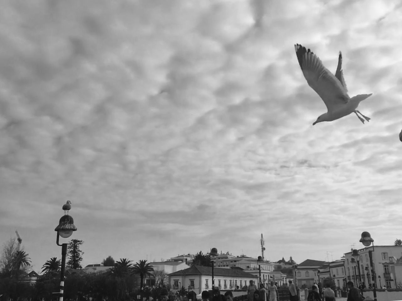 SEAGULL FLYING IN CITY