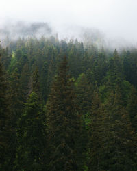 Coniferous trees growing in forest during foggy weather