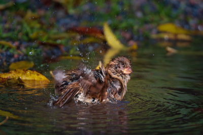 Duck swimming in lake