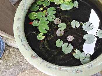High angle view of potted plant floating on water
