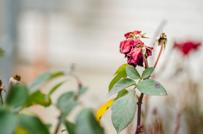 Withered red rose in a green garden faded background in autumn.