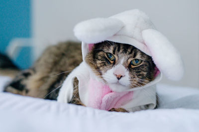 Close-up portrait of a cat