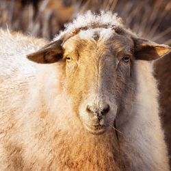 Close-up portrait of a horse