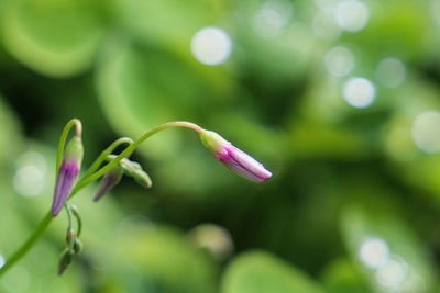 Close-up of pink flowering plant