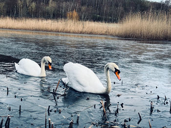 Swans swimming in lake