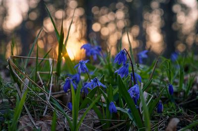 Close-up of purple crocus flowers on field