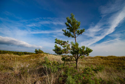 Trees on field against sky