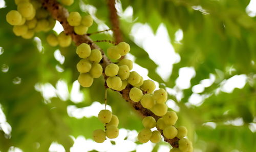 Low angle view of grapes growing in vineyard