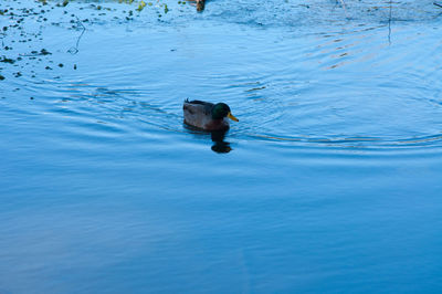 High angle view of duck swimming on lake