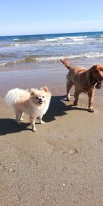 Full length of a dog on beach