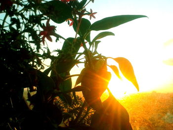 Close-up of fruit growing on tree against sky
