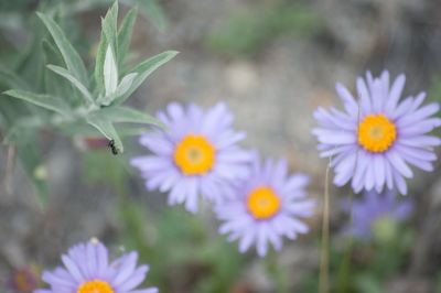 Close-up of bee on flower