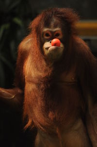 Close-up of gorilla looking away